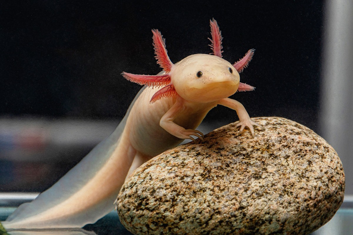 Can you hold axolotls